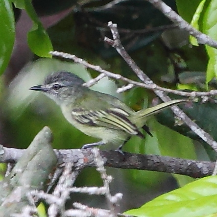Grey-crowned Flatbill