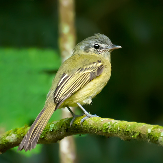 Yellow-olive Flatbill
