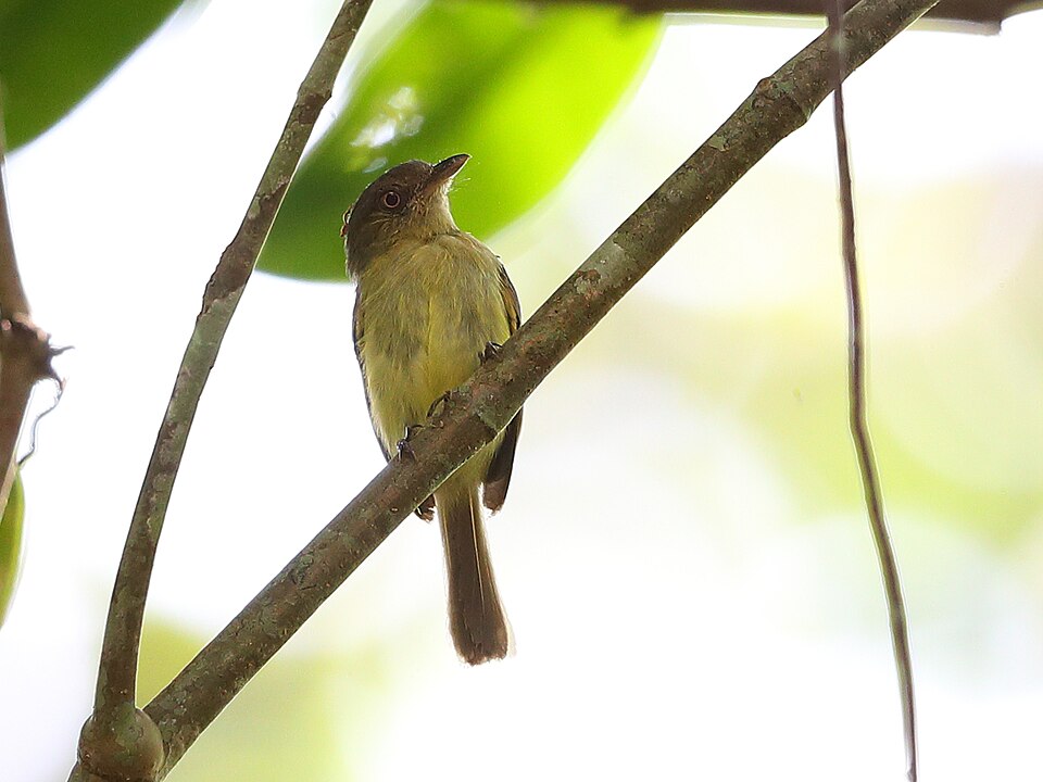 Orange-eyed Flatbill