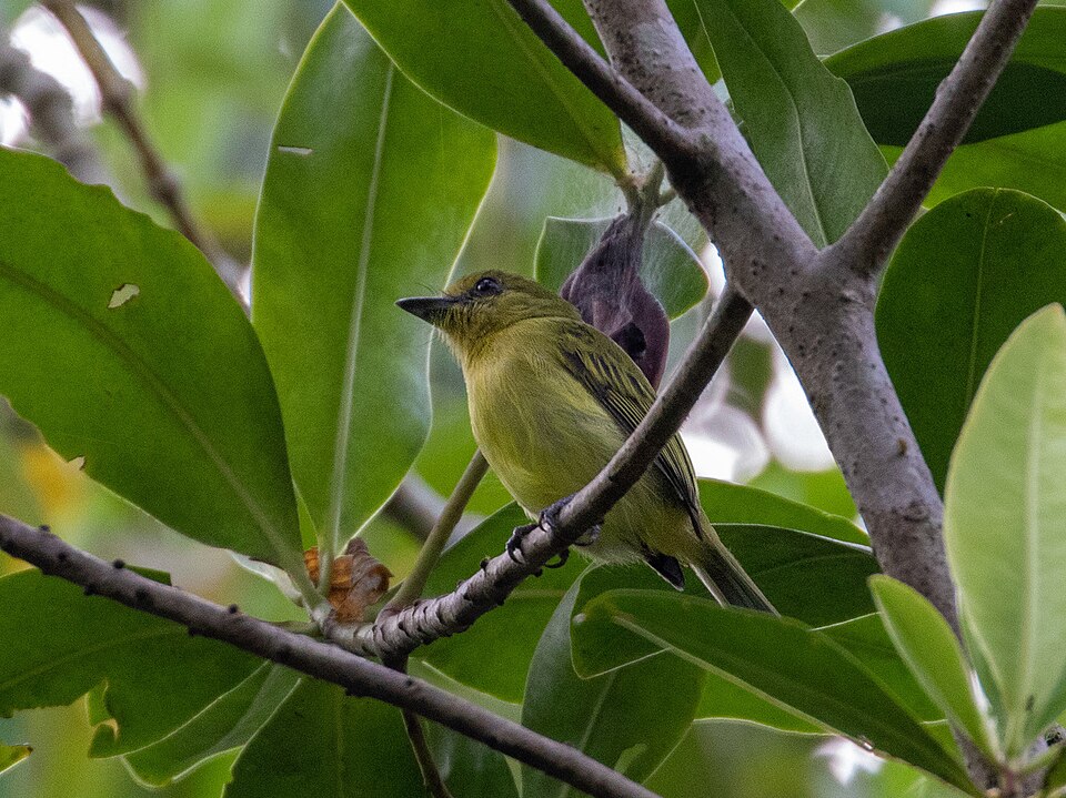 Olive-faced Flatbill