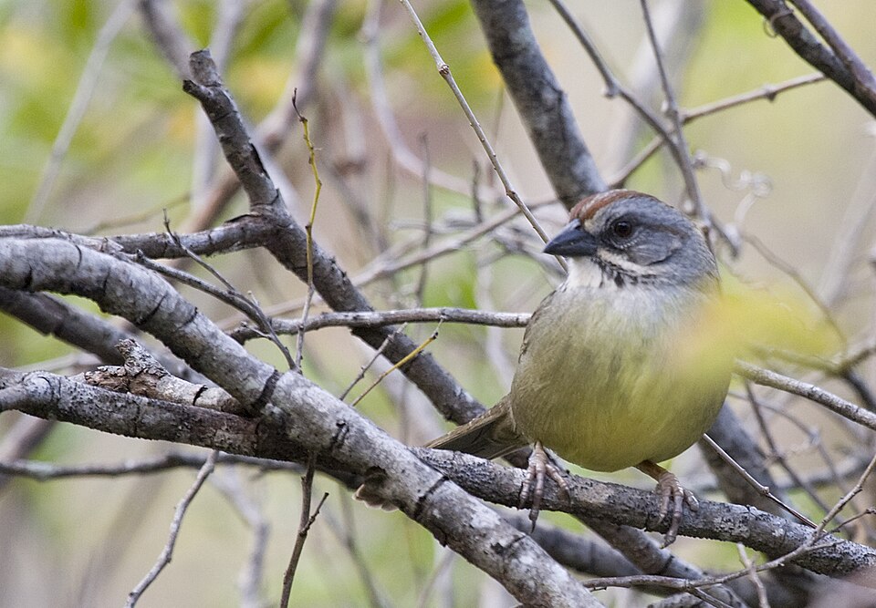Zapata Sparrow