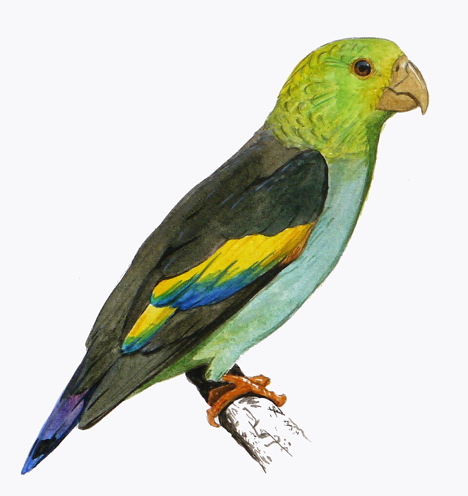Lilac-tailed Parrotlet