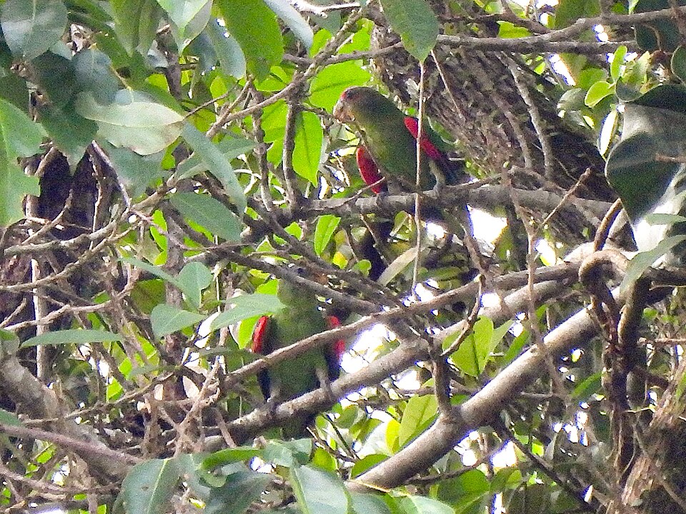 Red-fronted Parrotlet