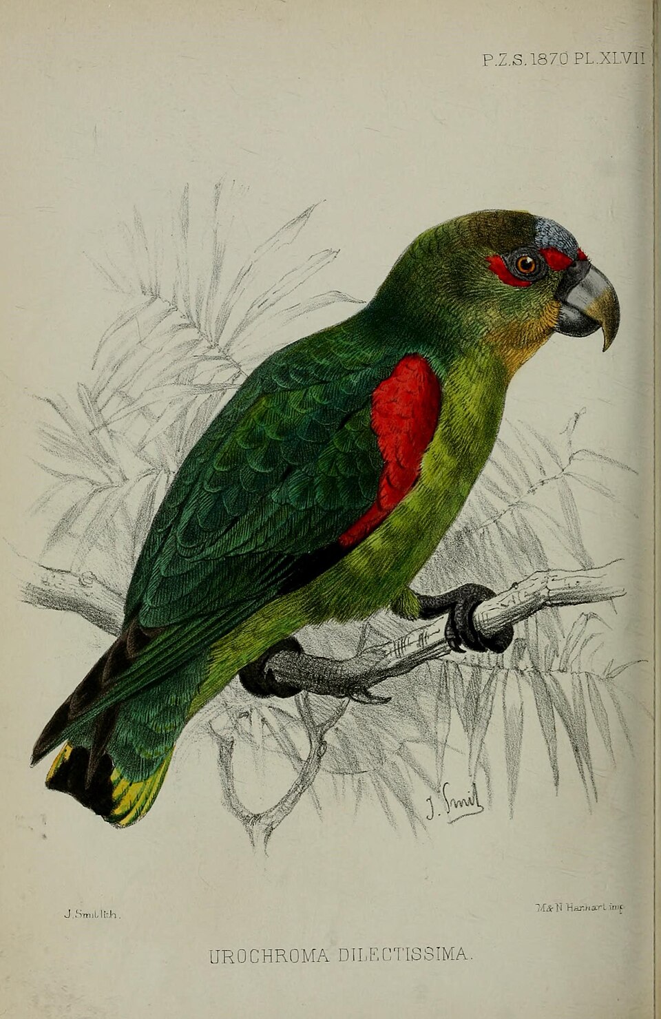 Blue-fronted Parrotlet
