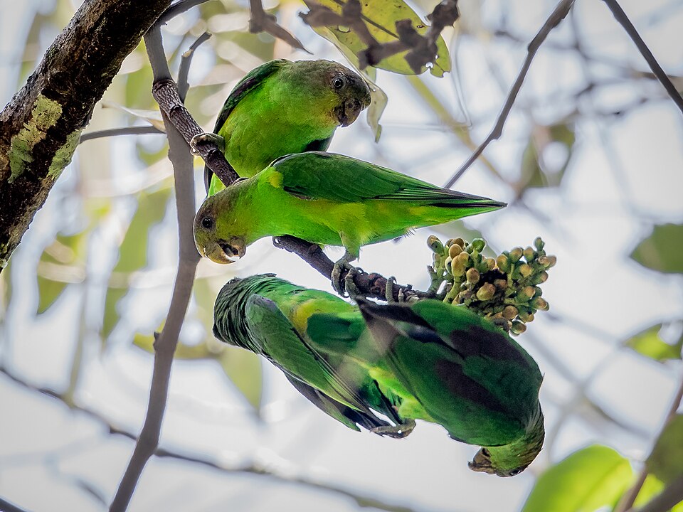 Sapphire-rumped Parrotlet