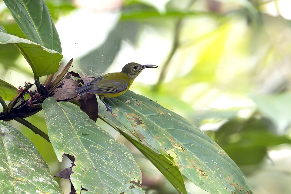 Yellow-bellied Longbill