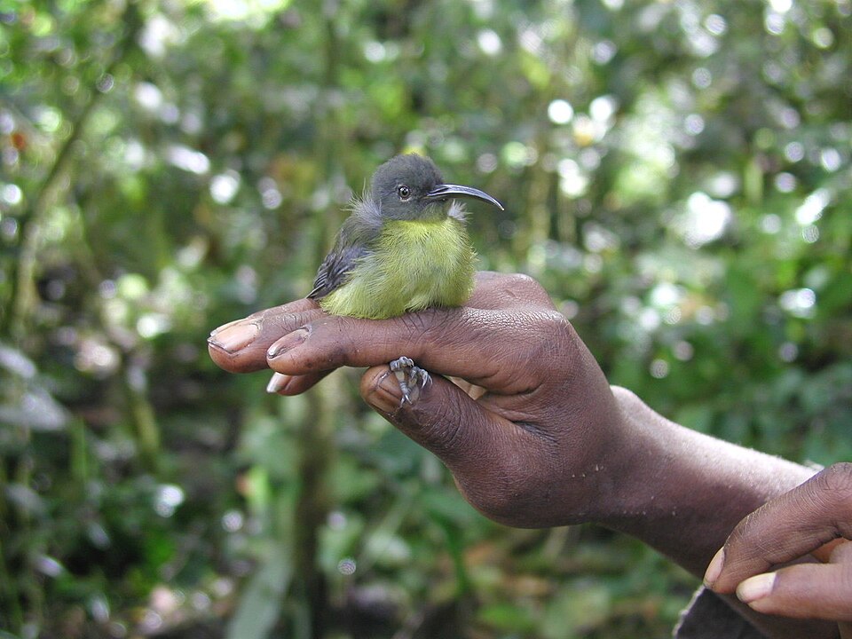 Slaty-headed Longbill
