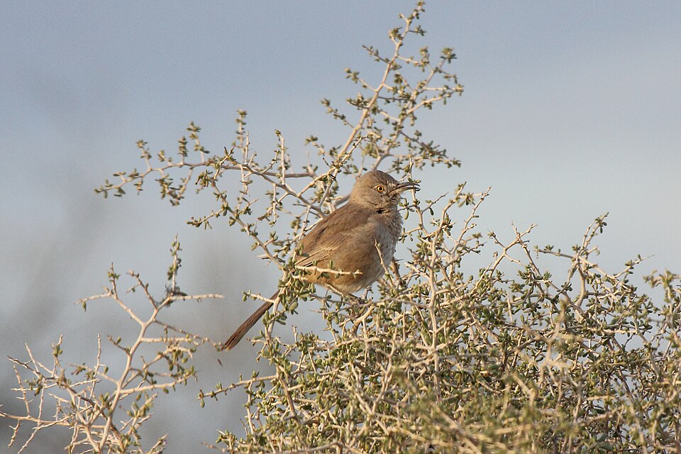 Bendire's Thrasher