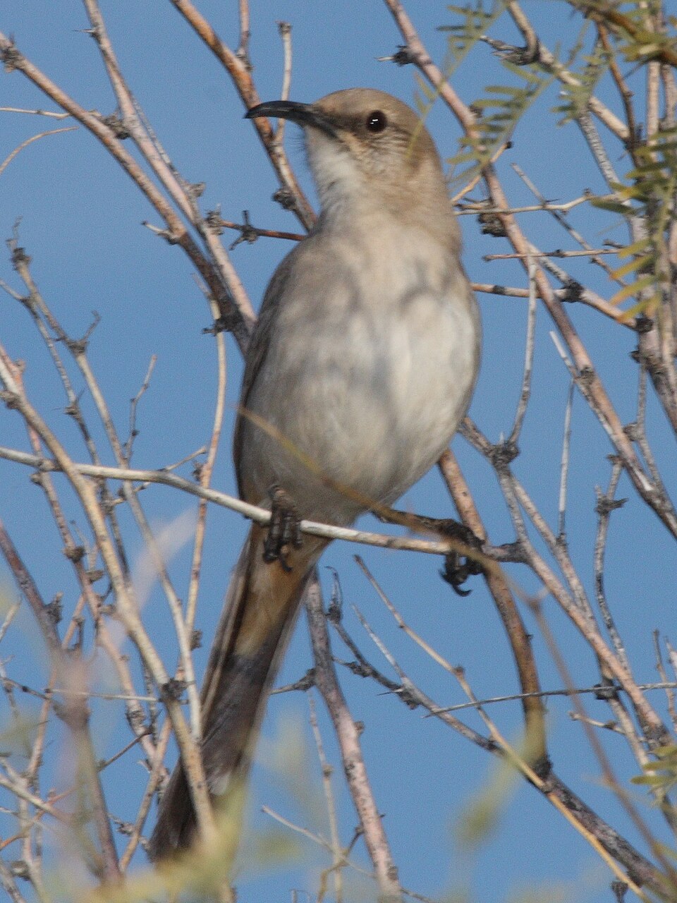 LeConte's Thrasher