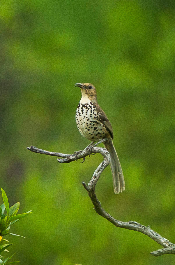 Ocellated Thrasher