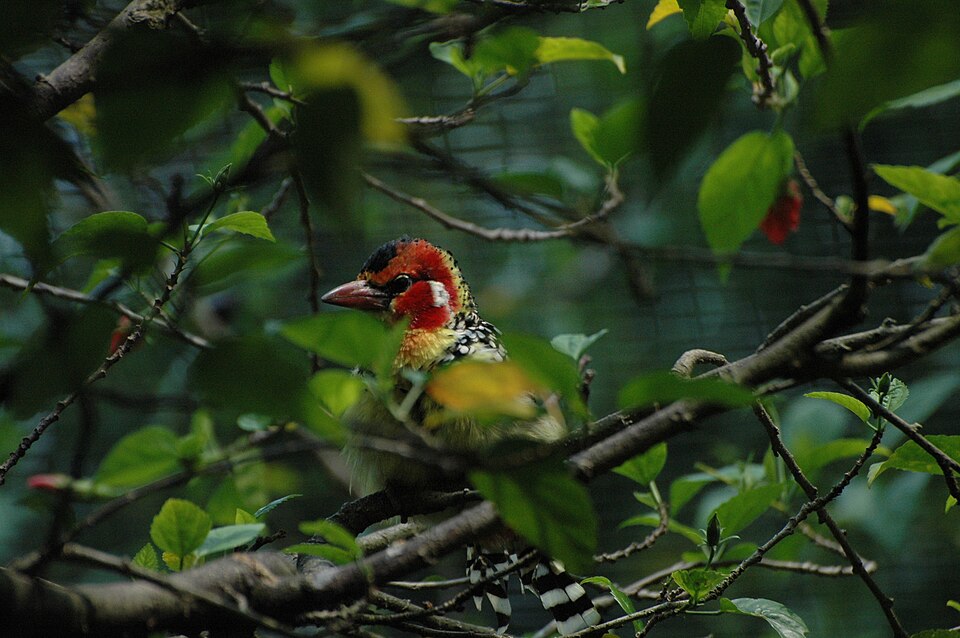 Red-and-yellow Barbet