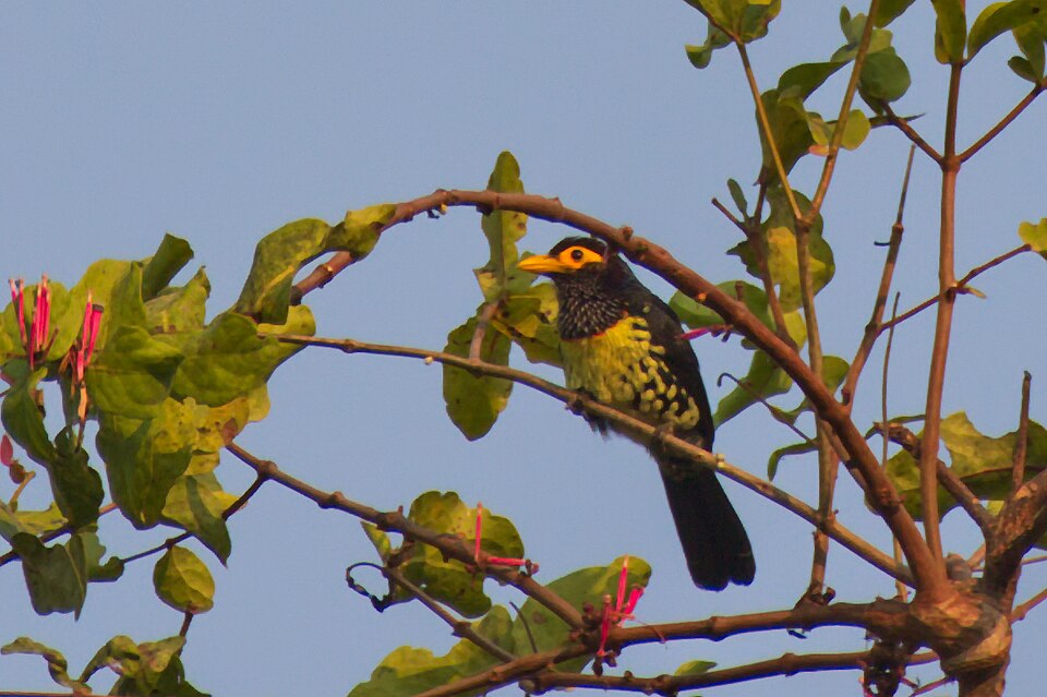 Yellow-billed Barbet