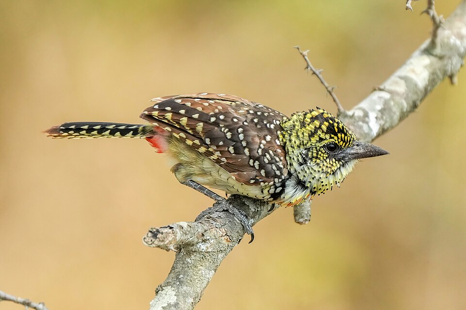 Usambiro Barbet