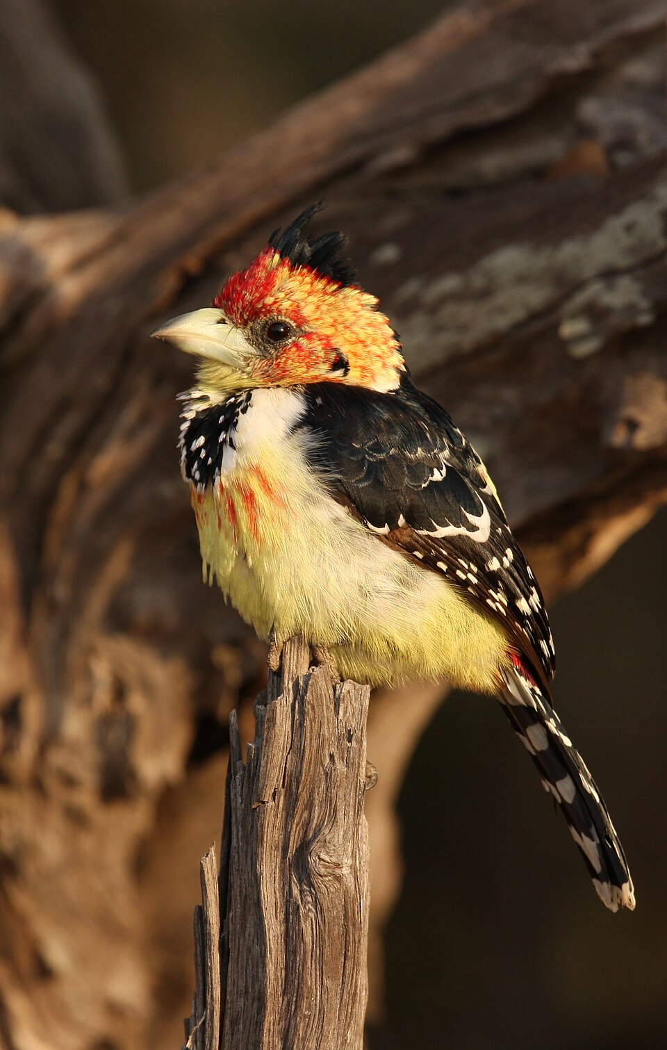 Crested Barbet