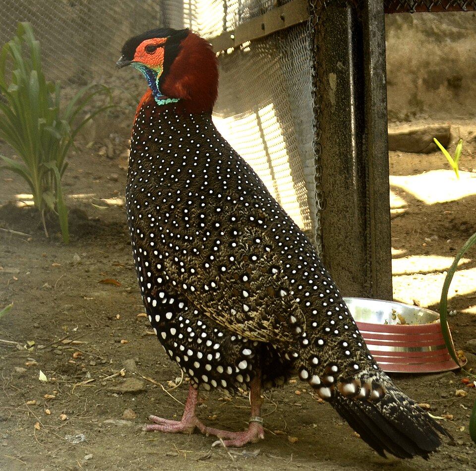 Western Tragopan