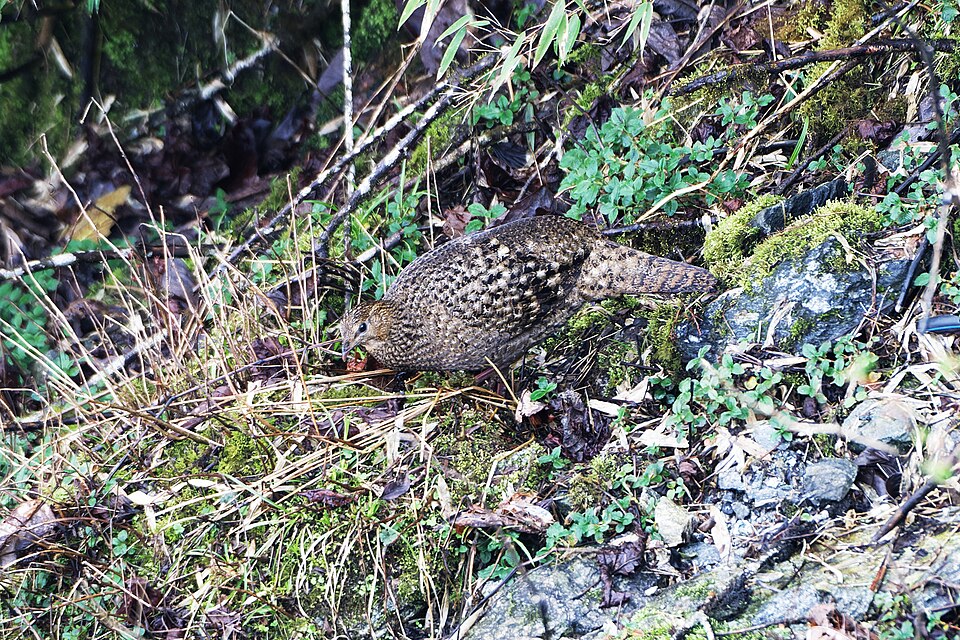 Satyr Tragopan
