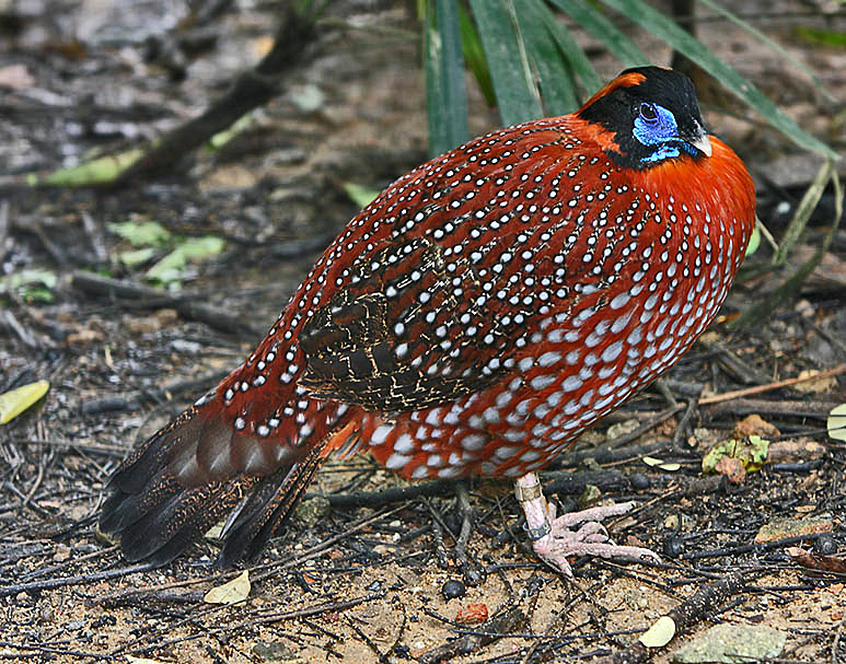 Temminck's Tragopan