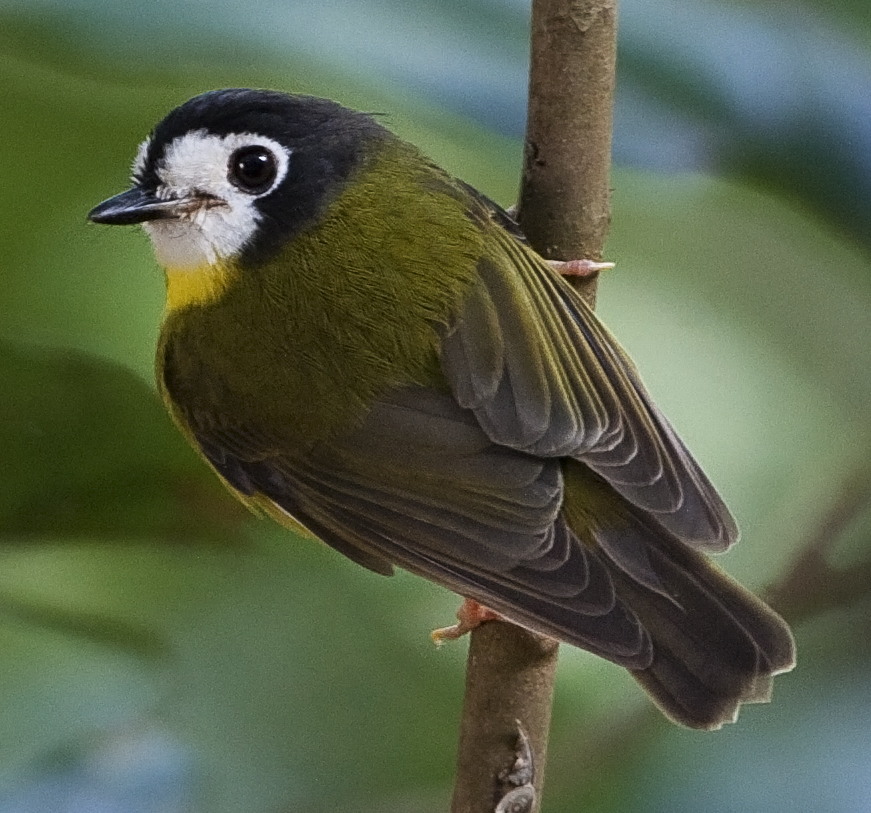 White-faced Robin