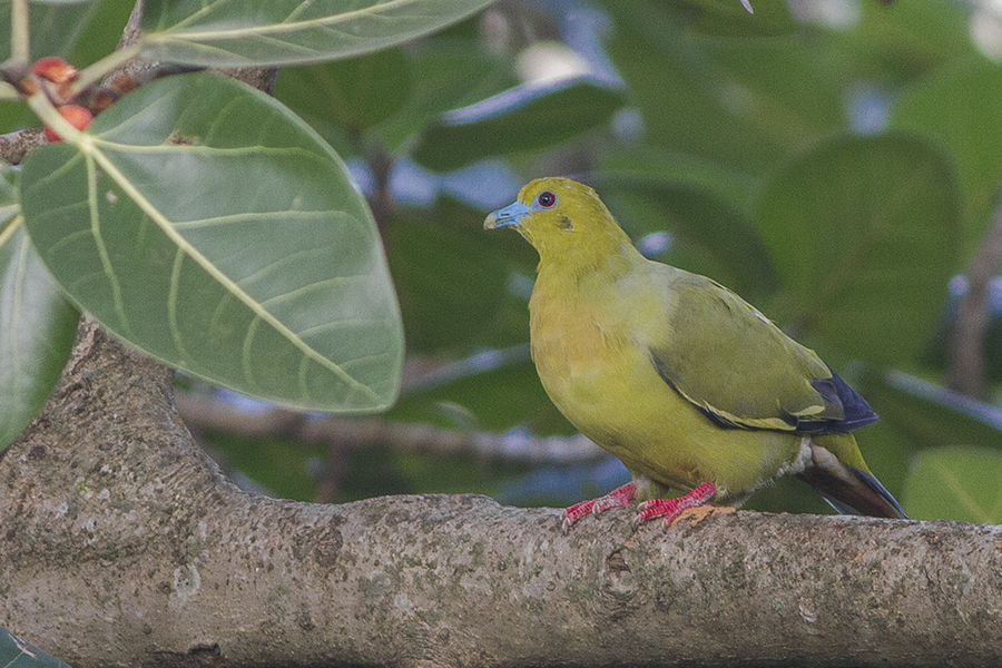 Pin-tailed Green Pigeon