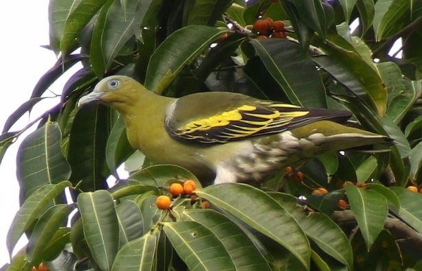 Buru Green Pigeon