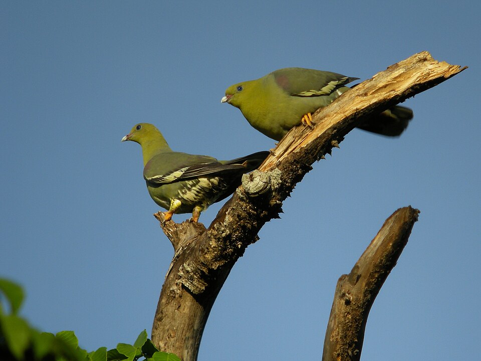 Madagascar Green Pigeon