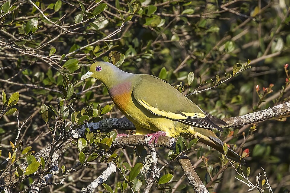 Orange-breasted Green Pigeon