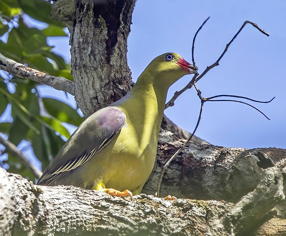 African Green Pigeon
