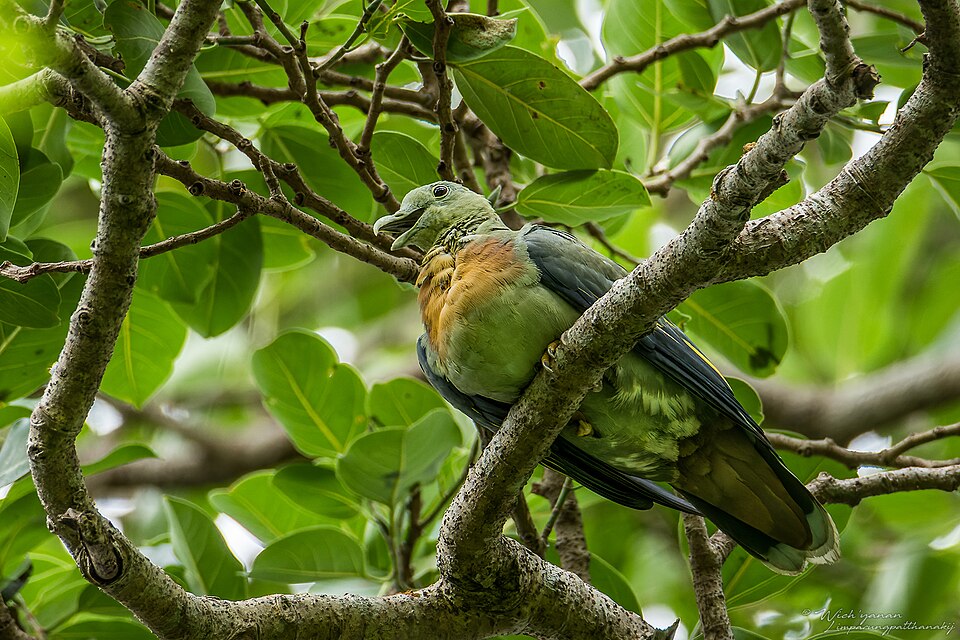 Large Green Pigeon