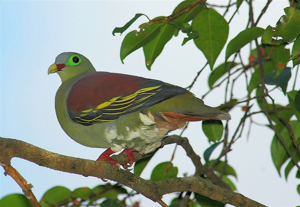 Thick-billed Green Pigeon