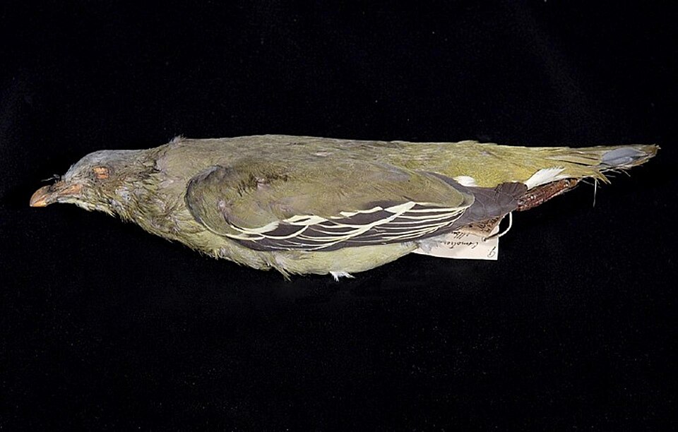 Flores Green Pigeon
