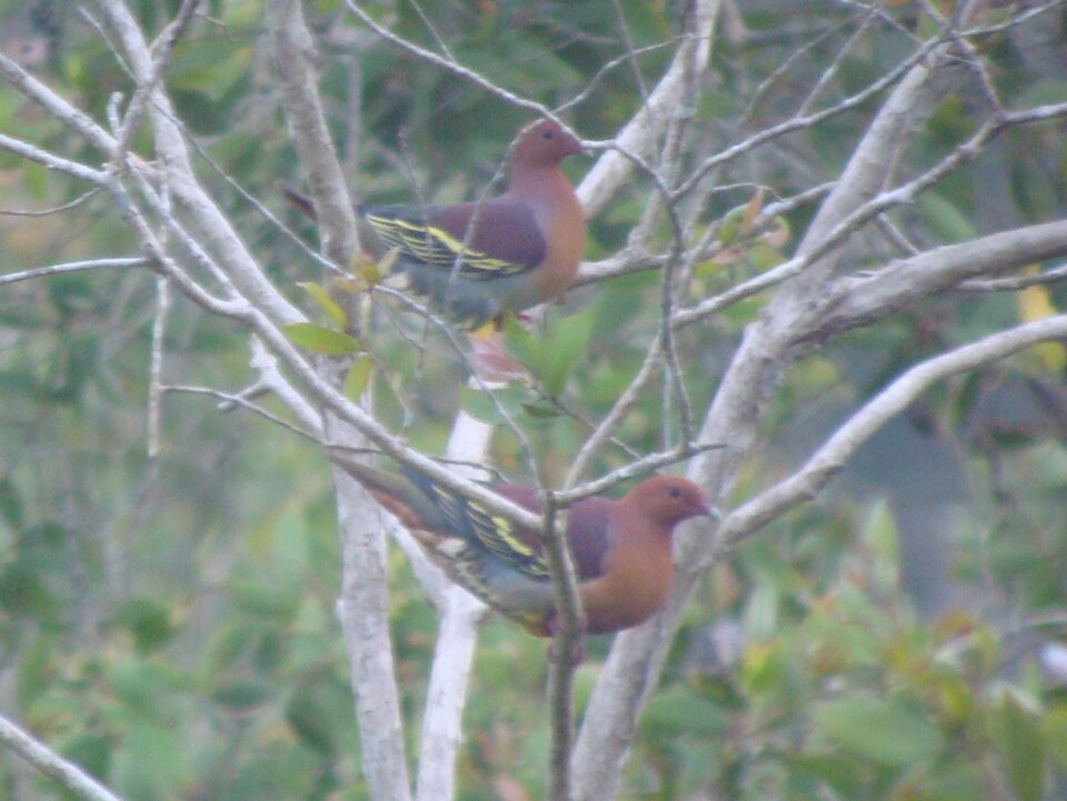Cinnamon-headed Green Pigeon