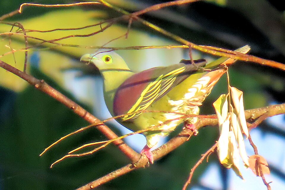 Grey-cheeked Green Pigeon