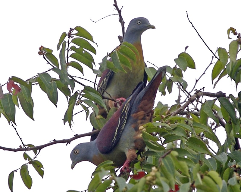 Little Green Pigeon