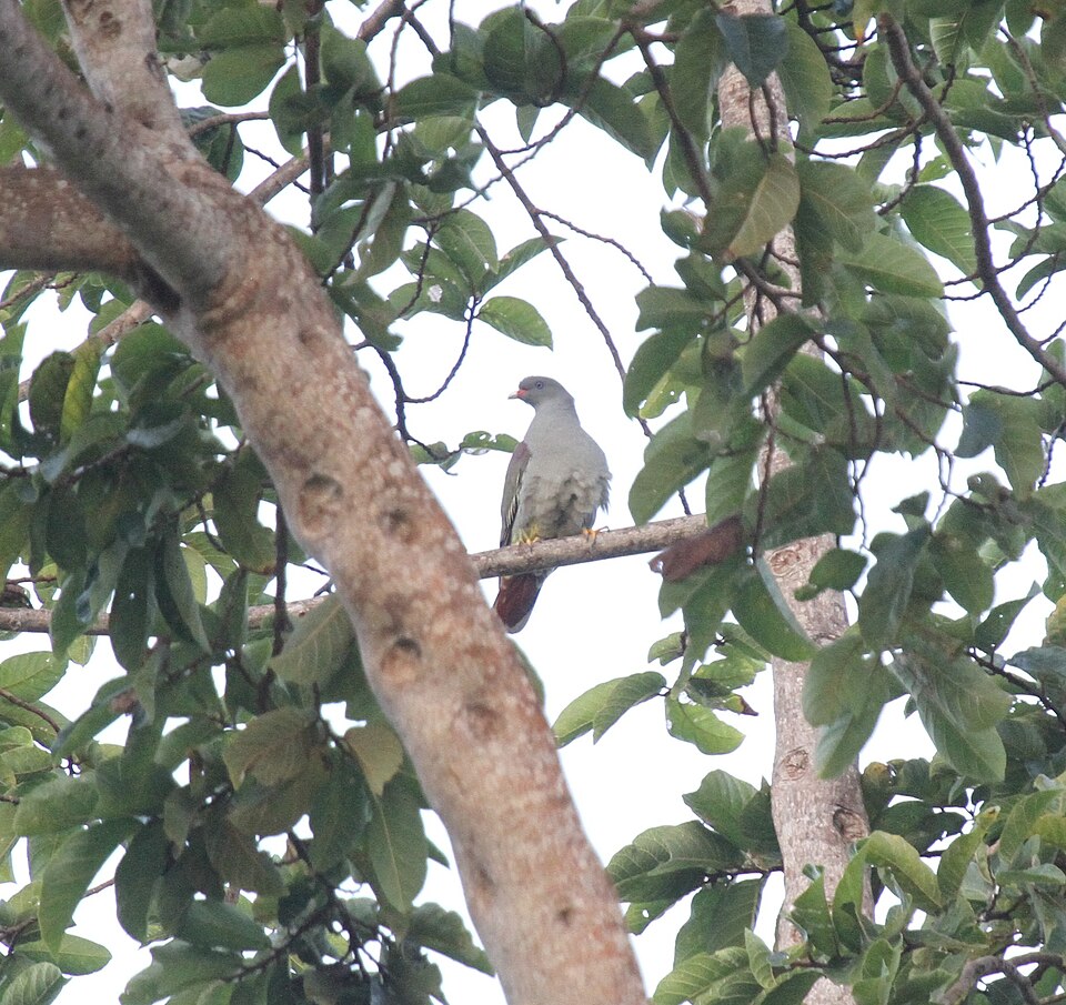 Pemba Green Pigeon