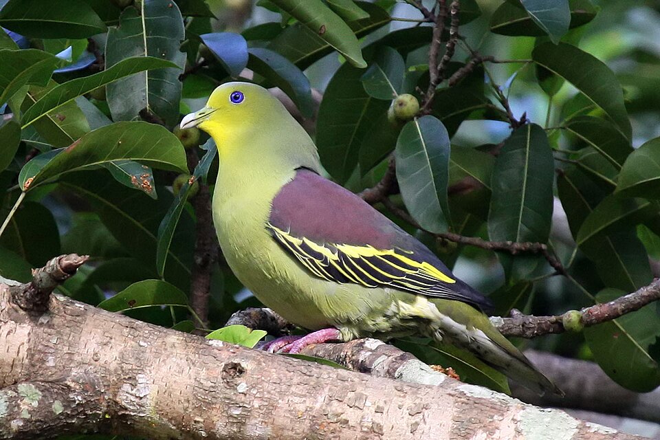 Sri Lanka Green Pigeon