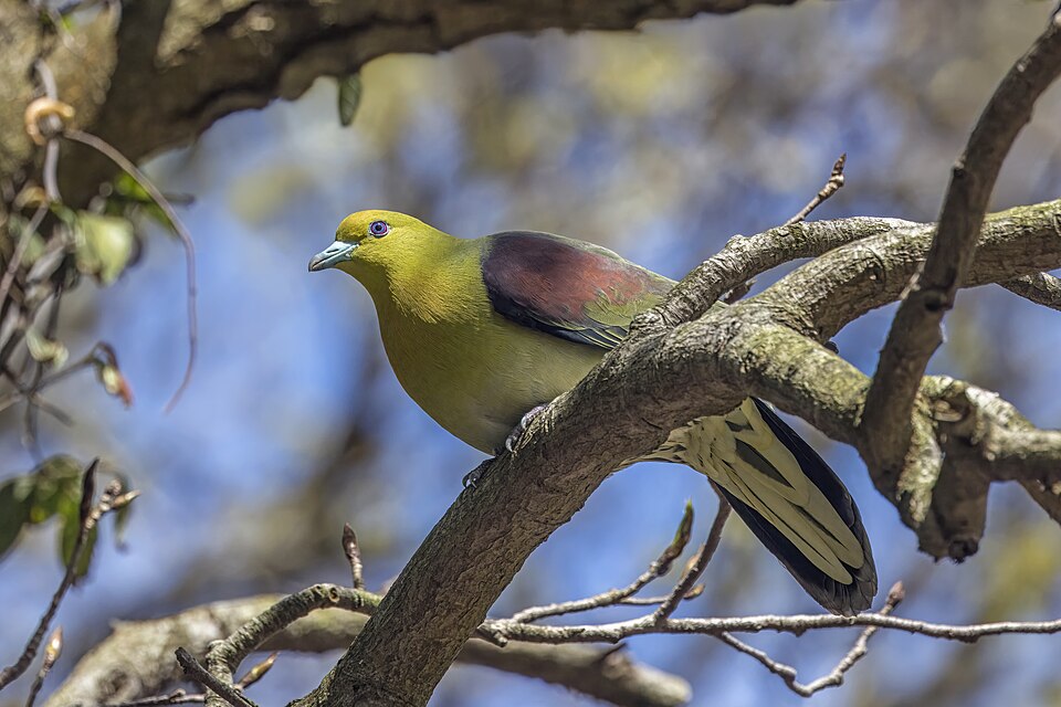White-bellied Green Pigeon