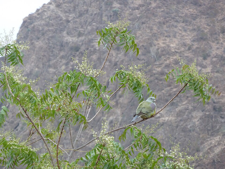 Bruce's Green Pigeon