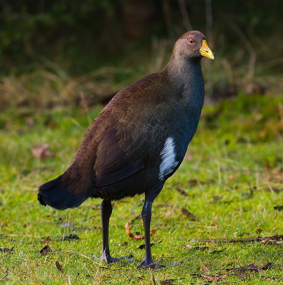 Tasmanian Nativehen
