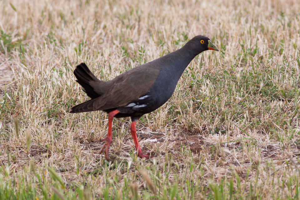 Black-tailed Nativehen