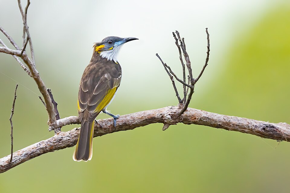 White-streaked Honeyeater