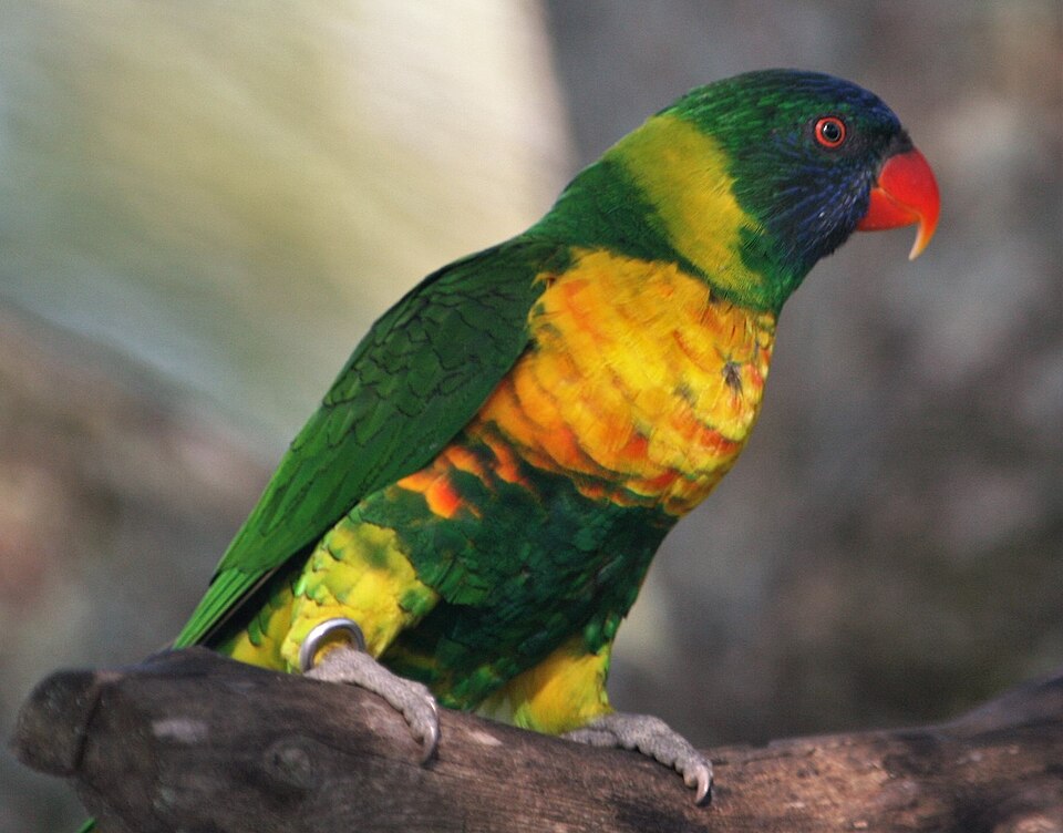 Marigold Lorikeet