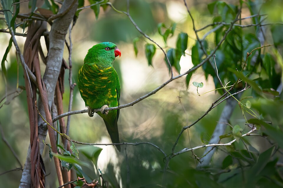 Scaly-breasted Lorikeet