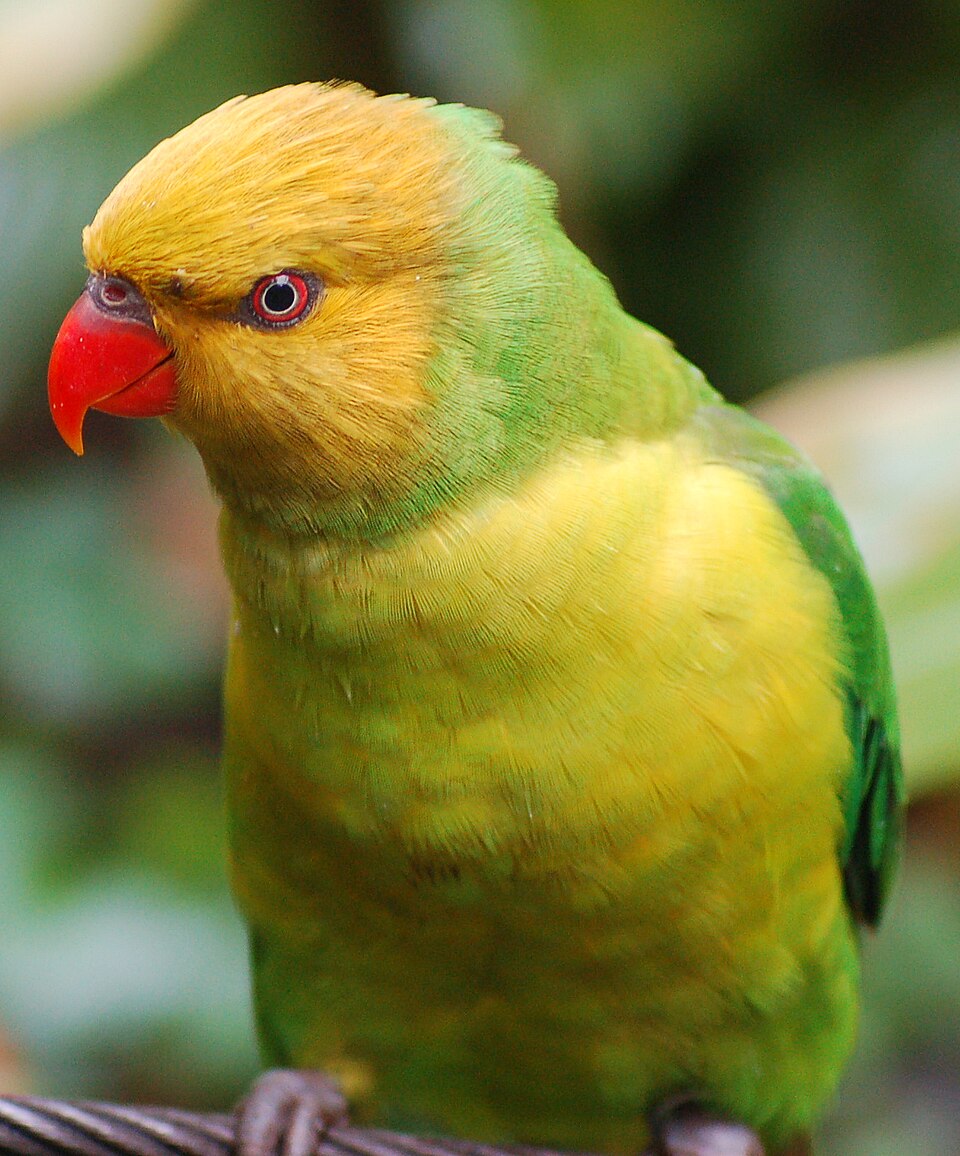 Olive-headed Lorikeet