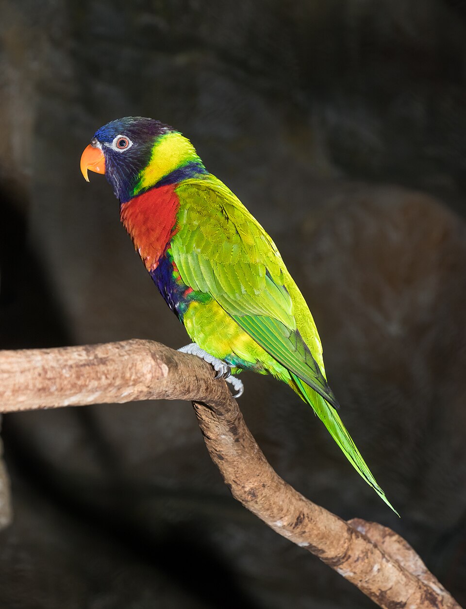 Sunset Lorikeet
