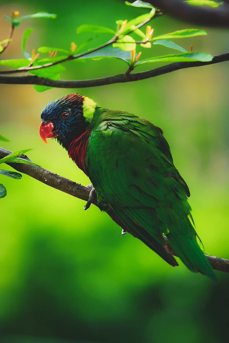 Coconut Lorikeet
