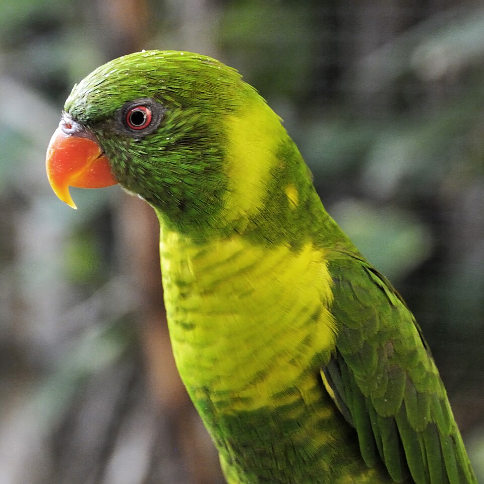 Leaf Lorikeet