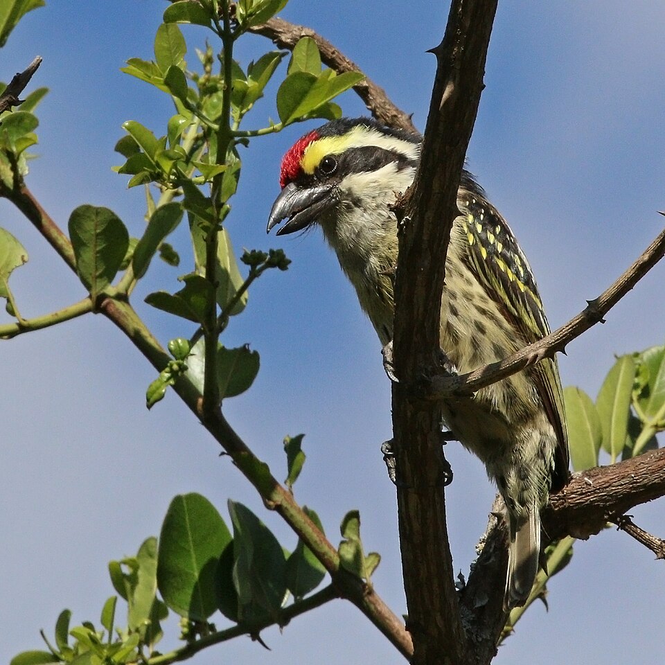 Red-fronted Barbet