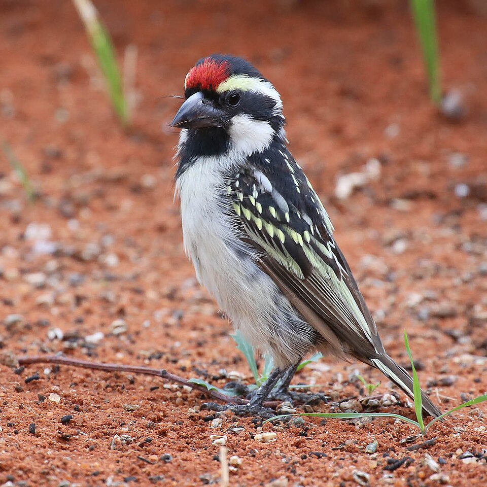 Acacia Pied Barbet