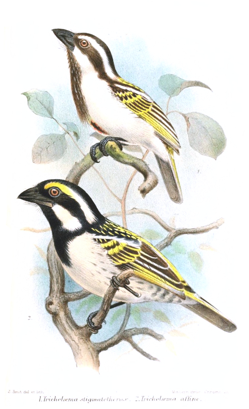 Black-throated Barbet