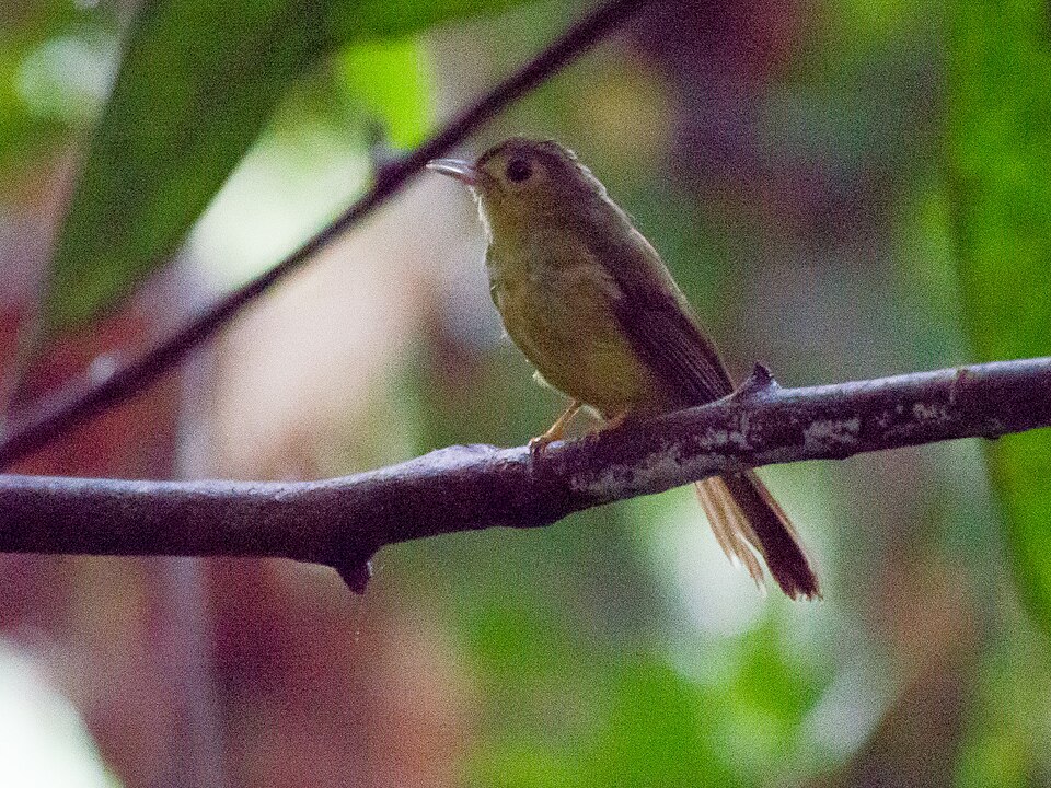 Hairy-backed Bulbul